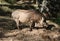 Common warthog