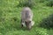 Common Warthog, Addo Elephant National Park