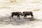 Common warthog babies playing in Tarangire National Park, Tanzania