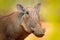 Common warthog, brown wild pig with tusk. Close-up detail of animal in nature habitat. Wildlife nature on African Safari, Kruger