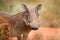 Common warthog, brown wild pig with tusk. Close-up detail of animal in nature habitat. Wildlife nature on African Safari, Kruger N