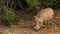 Common warthog browsing around on the savannah in Addo Elephant Park