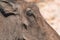 Common Warthog, close-up of animal in nature habitat of chobe national park, botswana