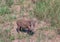 Common warthog covered in dry mud