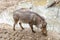 Common warthog drinking from a puddle in the zoo
