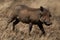Common warthog eyes camera trotting through grass