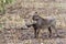 Common warthog facing the camera and standing in the bush, Kruger, South Africa