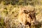 Common warthog with his big nose