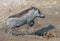 A common warthog jumping across a ditch in south Luangwa