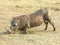 Common warthog kneeling down