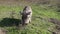 The common warthog kneels and eats grass on the ground