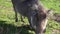 The common warthog kneels and eats grass on the ground