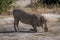 Common warthog kneels on sand eating grass