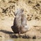 Common warthog in Kruger National park