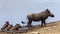 Common warthog in Kruger National park, South Africa