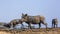 Common warthog in Kruger National park, South Africa