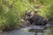 Common warthog in Kruger National park, South Africa