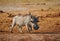Common warthog Phacocerus africanus walking