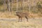 Common warthog, (Phacochoerus africanus),