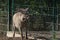 Common warthog (Phacochoerus africanus).