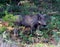 Common warthog (Phacochoerus africanus) foraging among bushes : (pix Sanjiv Shukla)