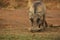 The common warthog Phacochoerus africanus going to the waterhole in evening sun.