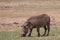 Common warthog Phacochoerus africanus peacefully grazing in a field with bokeh