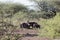 Common warthog Phacochoerus africanus in savanna bushes