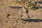 Common warthog (Phacochoerus africanus) walking