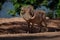 Common Warthog - Phacochoerus africanus  wild member of pig family Suidae found in grassland, savanna, and woodland, in the past