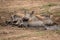Common warthog and piglets lie in mud