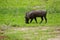 Common Warthog portrait in wild