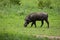 Common Warthog portrait in wild