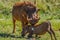 Common Warthog or Pumba interacting and playing in a South African game reserve