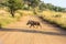 Common warthog running