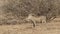 Common Warthog in Savanna