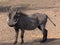 Common warthog, savanna warthog, standing in savanna