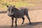 Common warthog, savanna warthog, standing in savanna