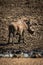 Common warthog stands by muddy rocky waterhole