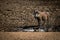 Common warthog stands near muddy rocky waterhole