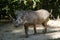 The common warthog or Wild pig