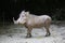 The common warthog or Wild pig