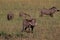 Common Warthogs  10091