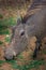 Common warthogs grazing on a green lawn