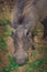 Common warthogs grazing on a green lawn