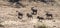 Common Warthogs Phacochoerus africanus in the Kruger National Park, South Africa