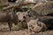 Common warthogs resting on the ground