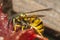 Common Wasp