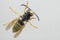 Common wasp. Detail of black and yellow europian wasp. Vespula vulgaris