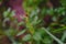 Common wasp, Dolichovespula, perched on a branch of nettle